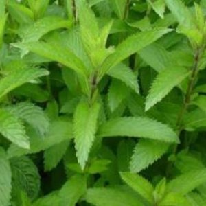 Menthe suisse