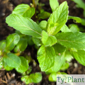 Menthe suisse