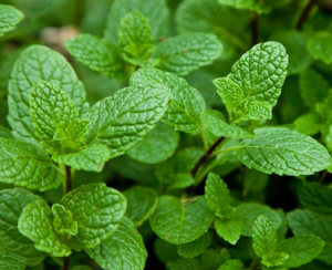 Menthe verte