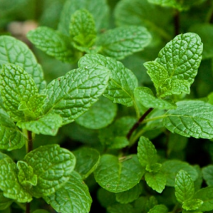 Menthe verte