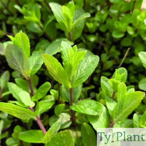 Menthe verte