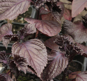 Perilla pourpre