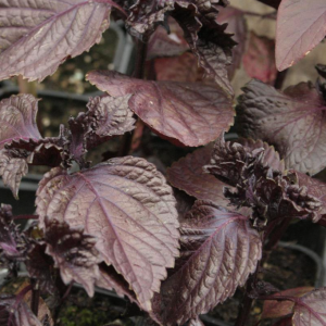 Perilla pourpre