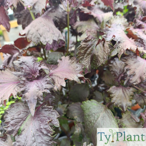 Pérille pourpre de Nankin (shiso)