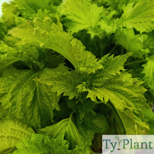 Pérille verte de Nankin (shiso)