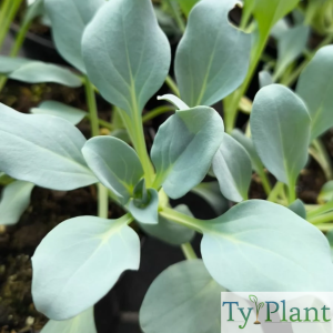Plante à huître