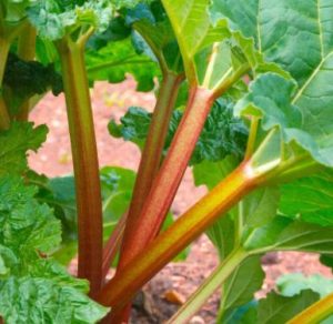 Rhubarbe 'Victoria'