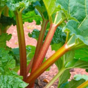 Rhubarbe ‘Victoria’