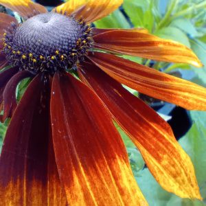 Rudbeckia couleur d’automne