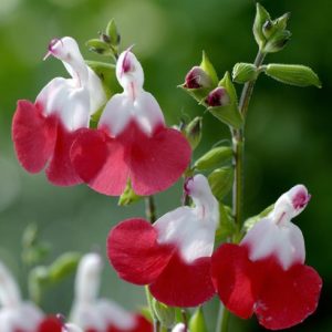 Sauge ‘Hot Lips’