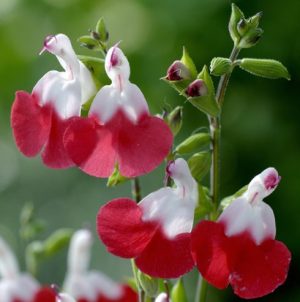 Sauge 'Hot Lips'