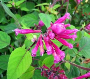 Sauge involucrata