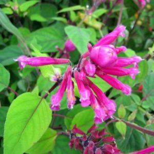 Sauge involucrata