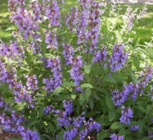 Sauge officinale