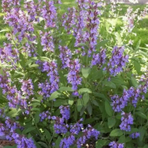 Sauge officinale
