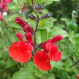 Sauge ‘Royal Bumble’