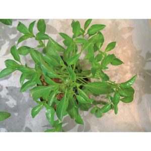Basilic citron