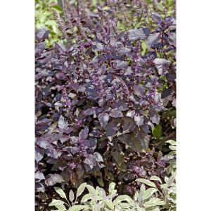 Basilic pourpre
