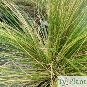 Stipa cheveux d'ange
