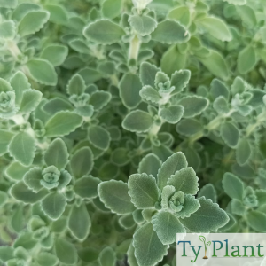 Thym antillais