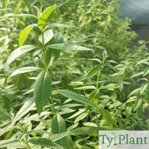 Verveine citronnelle