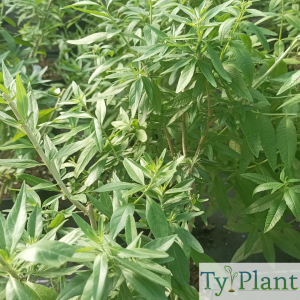 Verveine d'Argentine