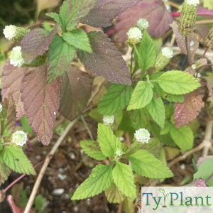 Verveine sucrante