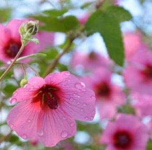 Mauve du Cap