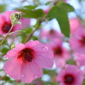 Mauve du Cap
