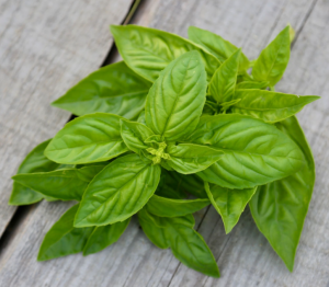 Basilic grand vert
