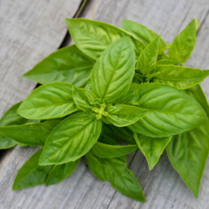 Basilic grand vert