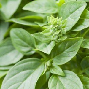 Basilic Marseillais