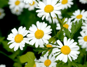 Camomille matricaire