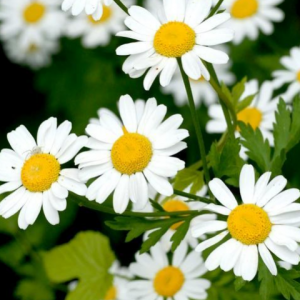 Camomille matricaire