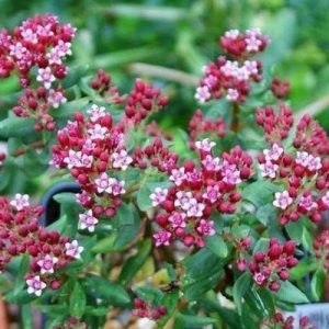 Crassula bonsaï