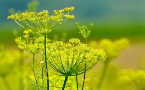 Fenouil  vert