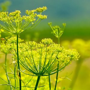 Fenouil  vert