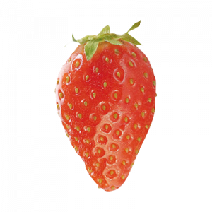 Fraisier ciflorette