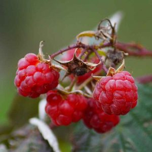 Framboisier Augustred