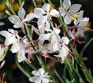 Gaura