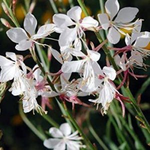 Gaura