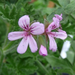 Geranium ‘Rosat’