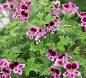 Geranium citron