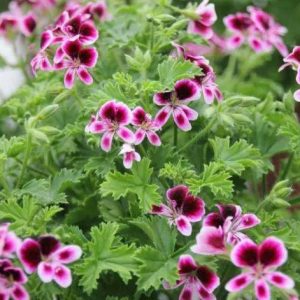 Geranium citron