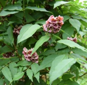 Glycine tubéreuse