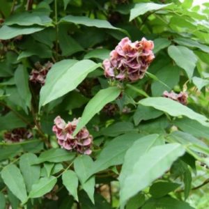 Glycine tubéreuse