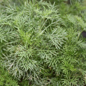 Aurone (Herbe à cola)