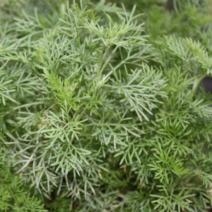 Aurone (Herbe à cola)
