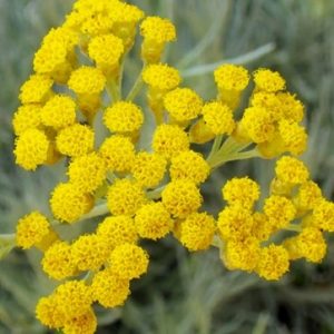 Herbe à curry (Helichysum)