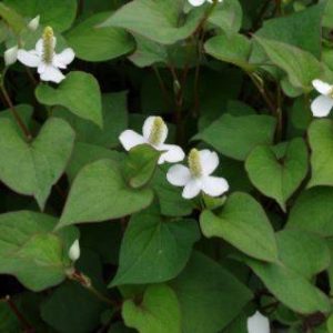 Houttuynia